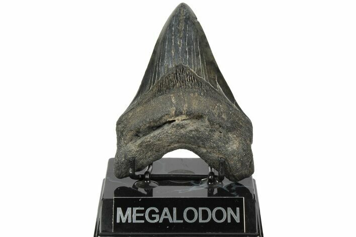 Fossil Megalodon Tooth - South Carolina #186690